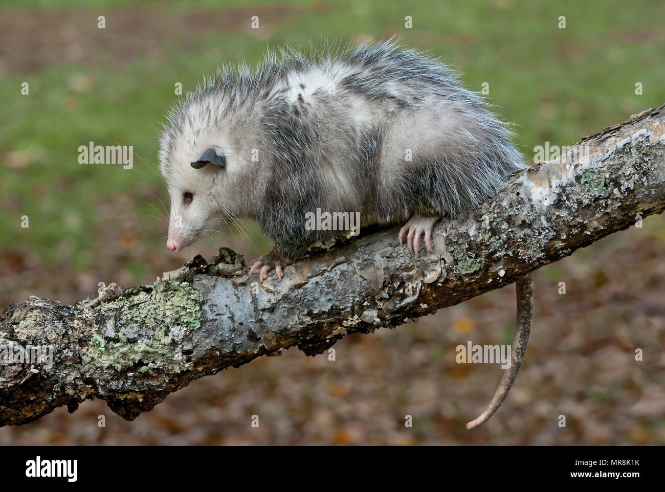 Opossum (Didelphis virginiana) on tree branch, E USA, by Skip Moody/Dembinsky Photo Assoc Stock Photo