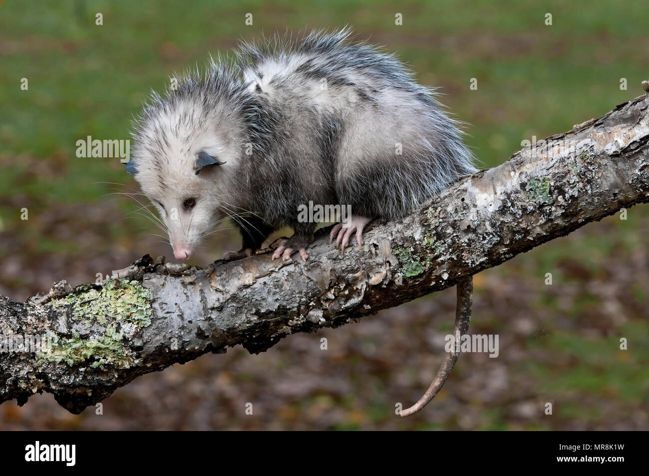 Opossum (Didelphis virginiana) on tree branch, E USA, by Skip Moody/Dembinsky Photo Assoc Stock Photo