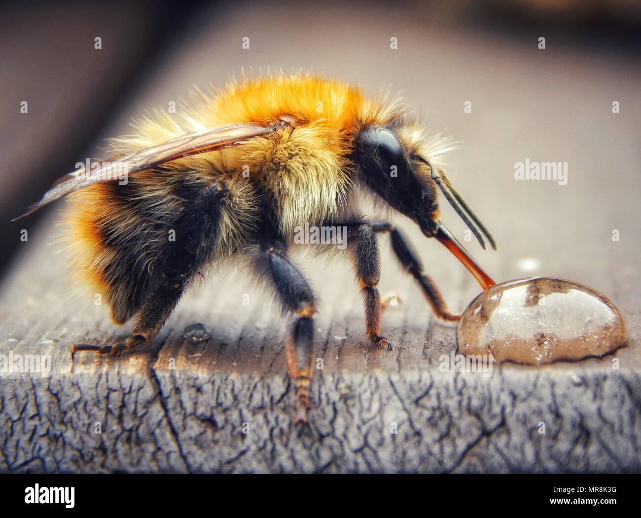 Common carder bee drinking a drop of sugar water close up Stock Photo