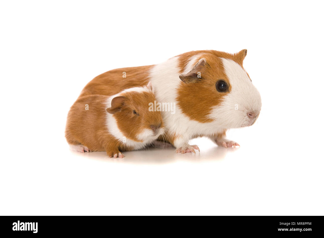 Mother guinea pig hi-res stock photography and images - Alamy