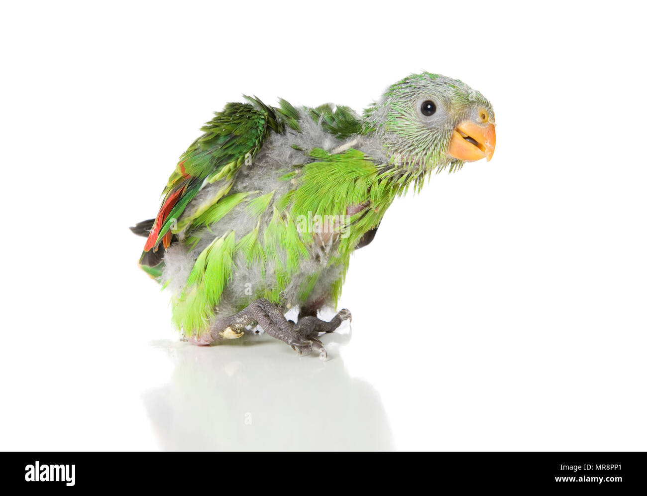 Parrot Baby High Resolution Stock Photography And Images Alamy