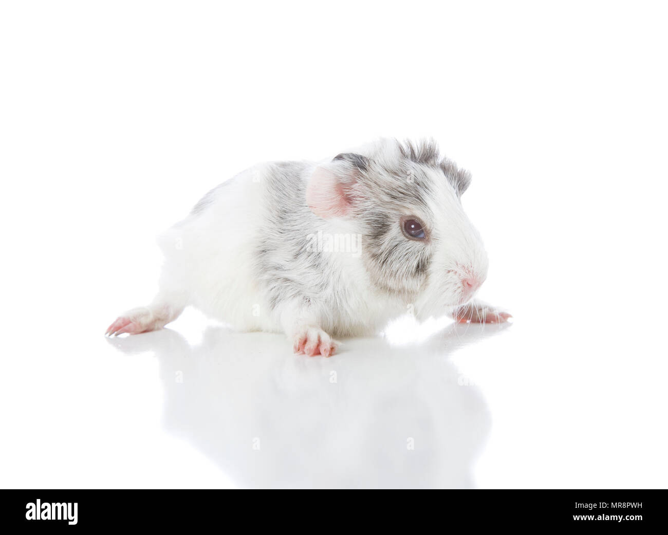 A Cute Baby Guinea Pig Stock Photo 186434349 Alamy