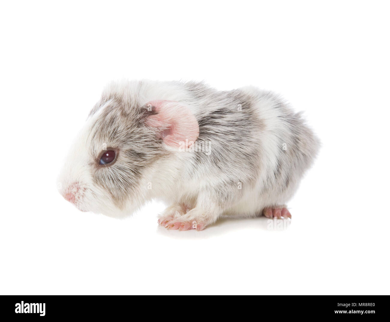 A Cute Baby Guinea Pig Stock Photo 186434808 Alamy