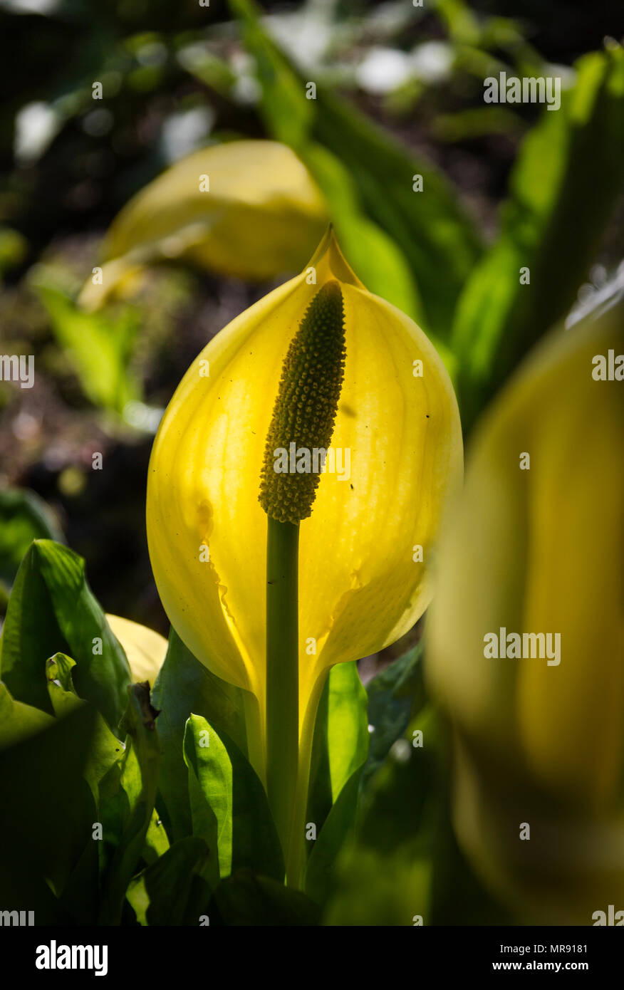 An American Skunk Cabbage under the sunlight. Stock Photo