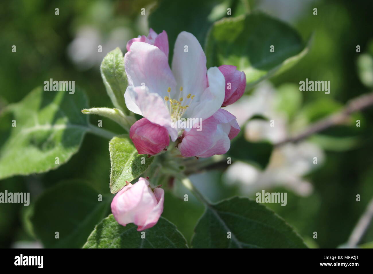 Apple tree branch in full bloom Stock Photo