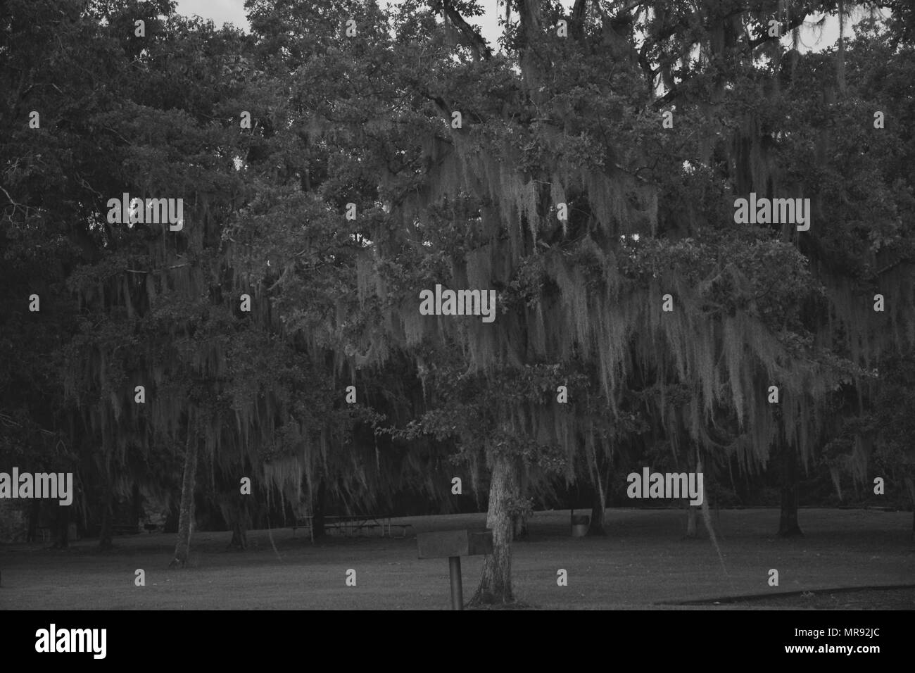 Spanish moss hanging in trees at a state park Stock Photo Alamy