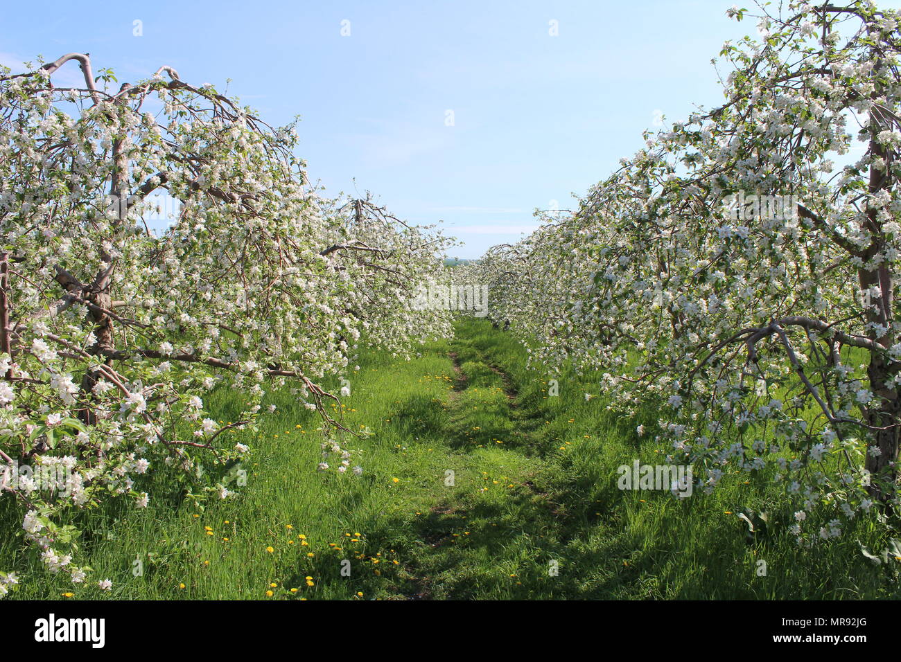 Apple trees in full bloom Stock Photo