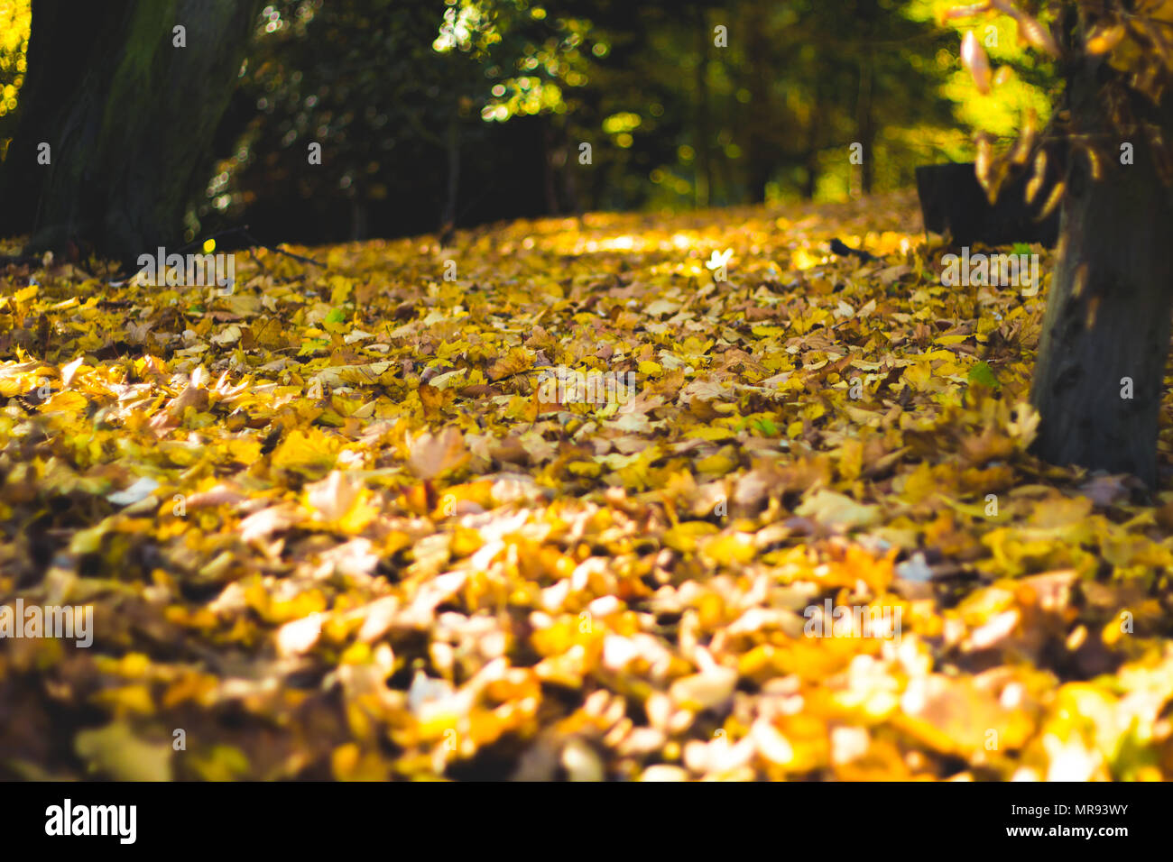 Yellow autumn leaves on the ground at Josaphat Park Stock Photo - Alamy