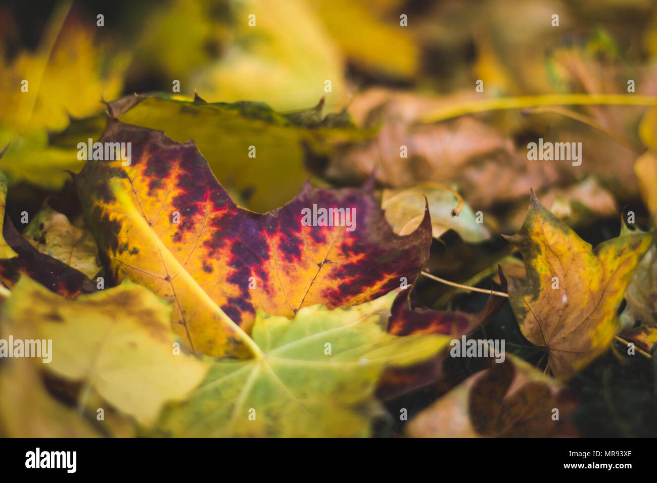 Autumn leaves at Josaphat Park in Brussels Belgium Stock Photo - Alamy