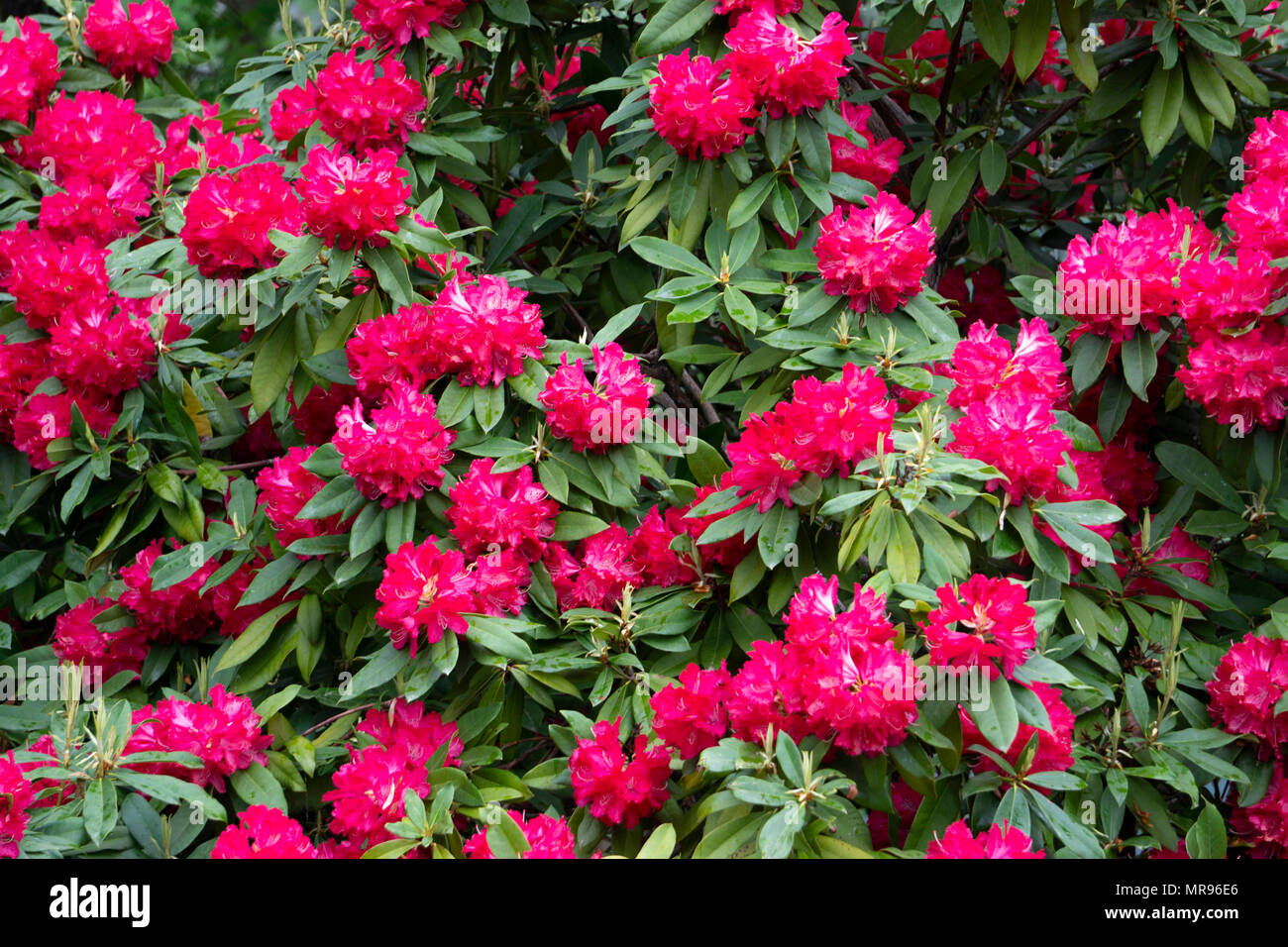 ph rhododendron Rhododendron 'Hydon Velvet' Wei-Rosa kaufen