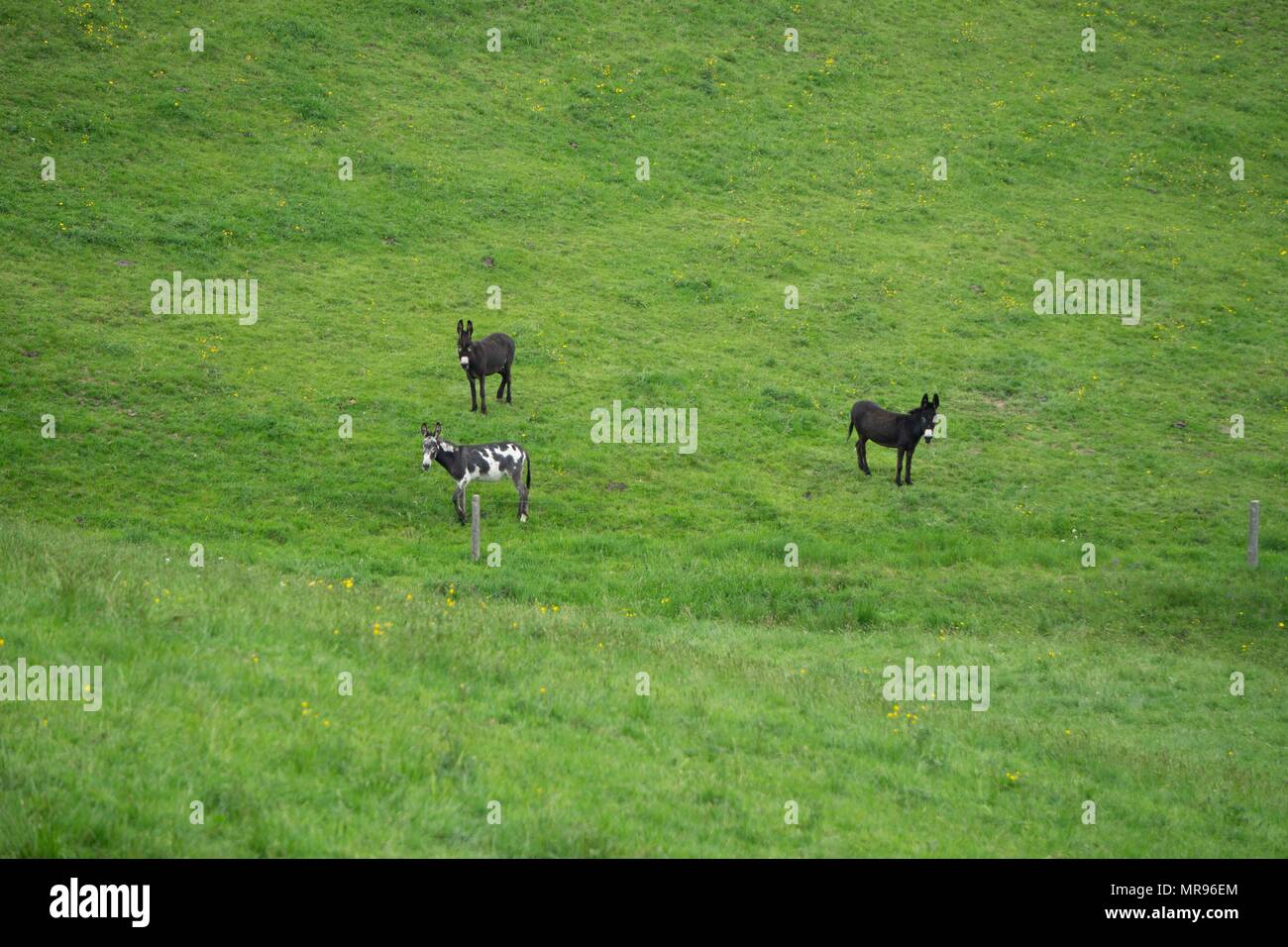 Three grazing donkeys hi-res stock photography and images - Alamy
