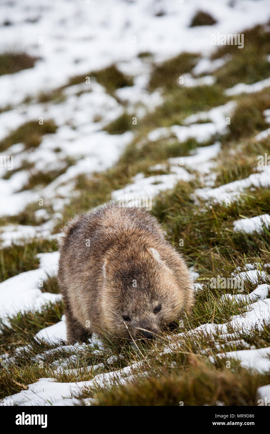 Wombat foraging in the snow at Cradle Mountain, Tasmania Stock Photo