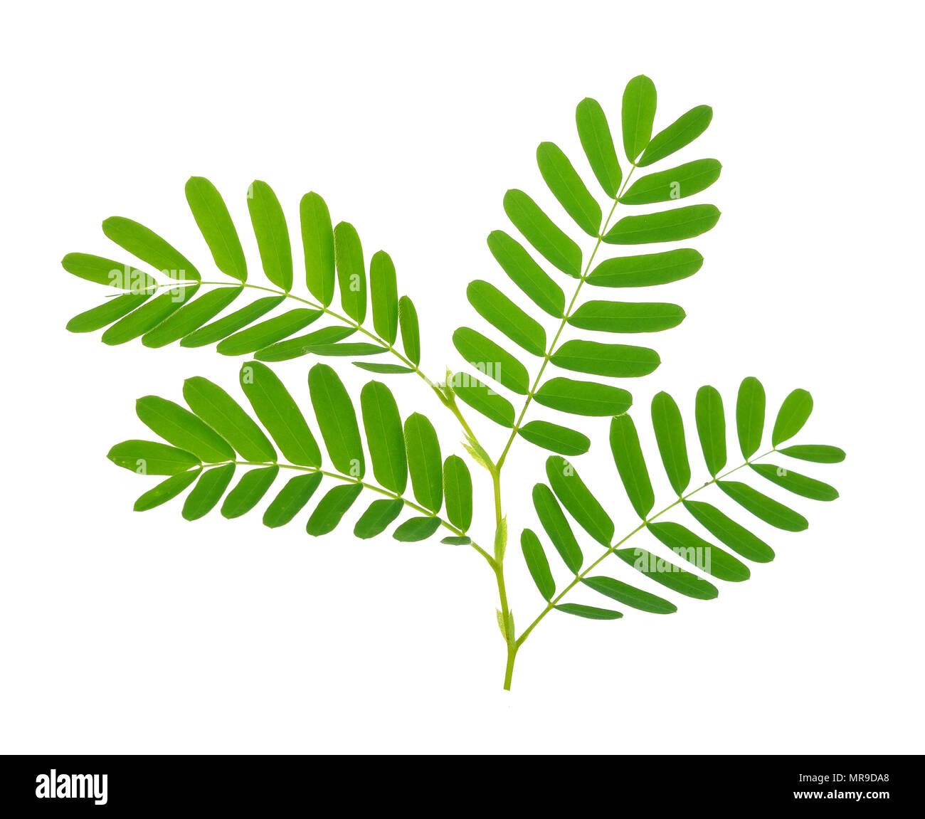 Page 9 Tamarind Tree High Resolution Stock Photography And Images Alamy Page 9 Tamarind Tree High Resolution Stock Photography And Images Alamy