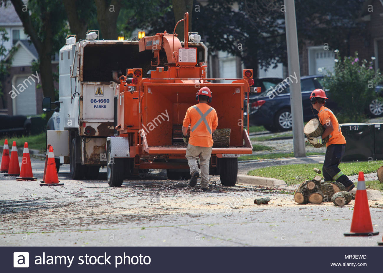 Maple Tree Insects High Resolution Stock Photography and Images - Alamy