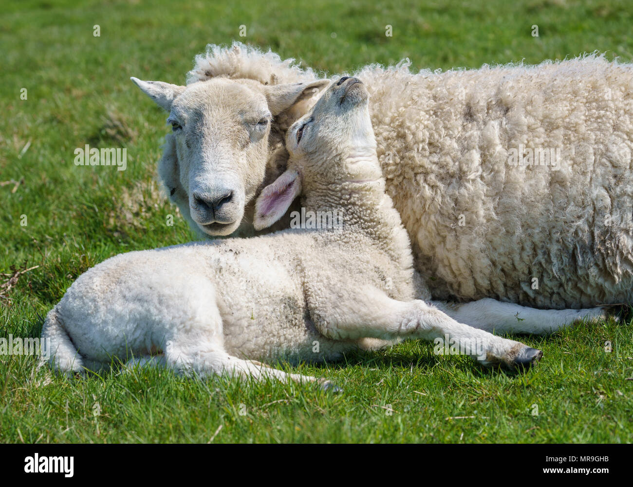 Single new born lamb with ewe relaxed on grass Stock Photo