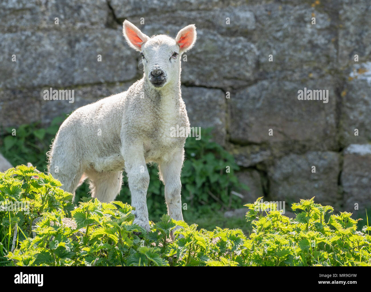 Single new born lamb backlit against stone wall Stock Photo