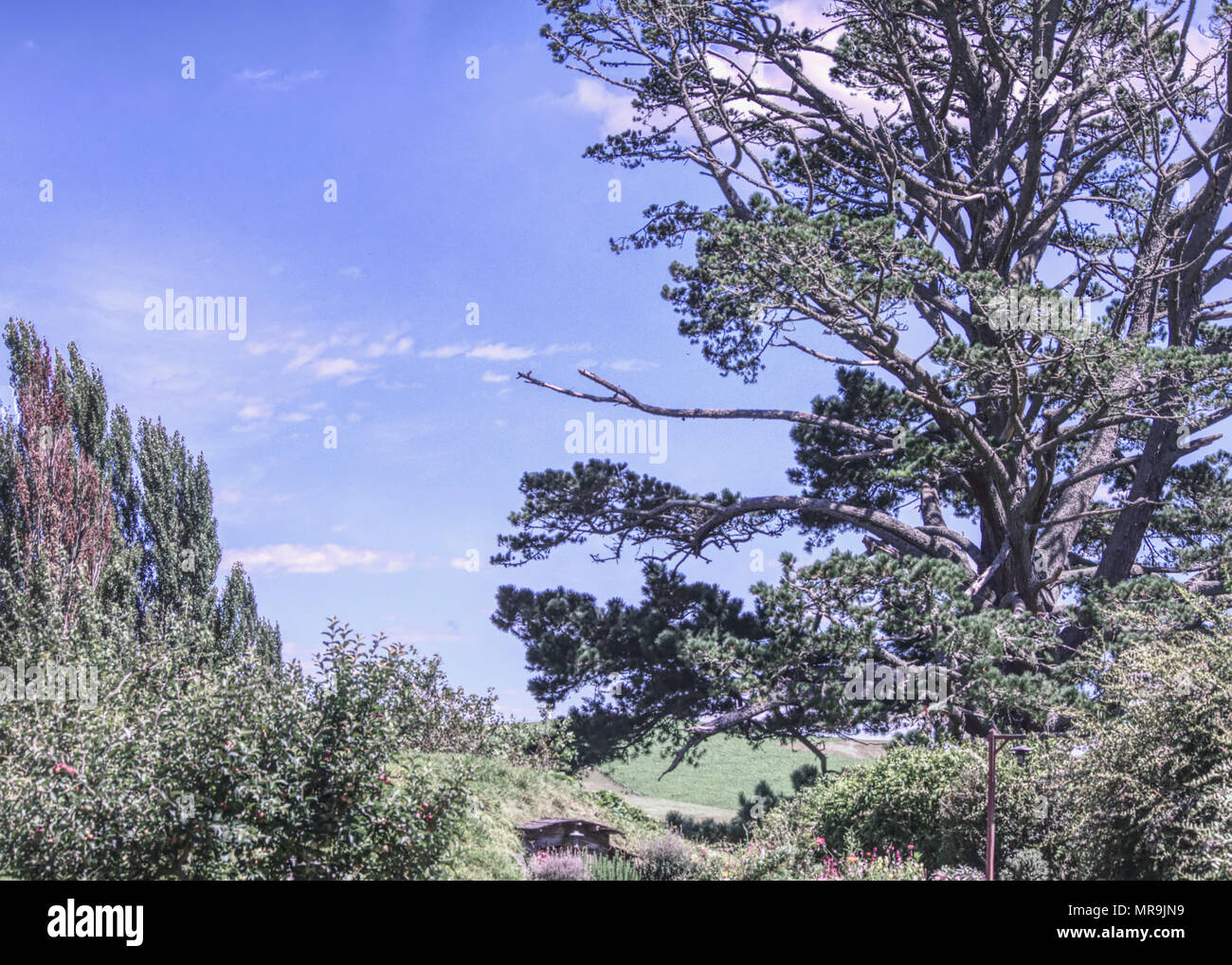 landscape in Hobbiton, Nz Stock Photo