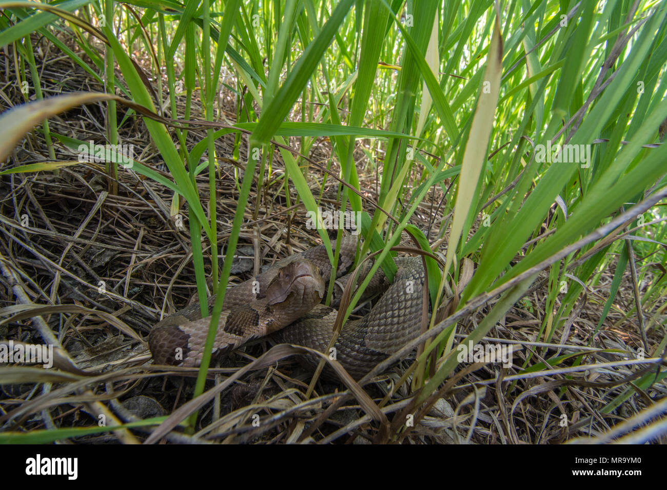 Northern Copperhead (Agkistrodon contortrix) from Gage County, Nebraska ...