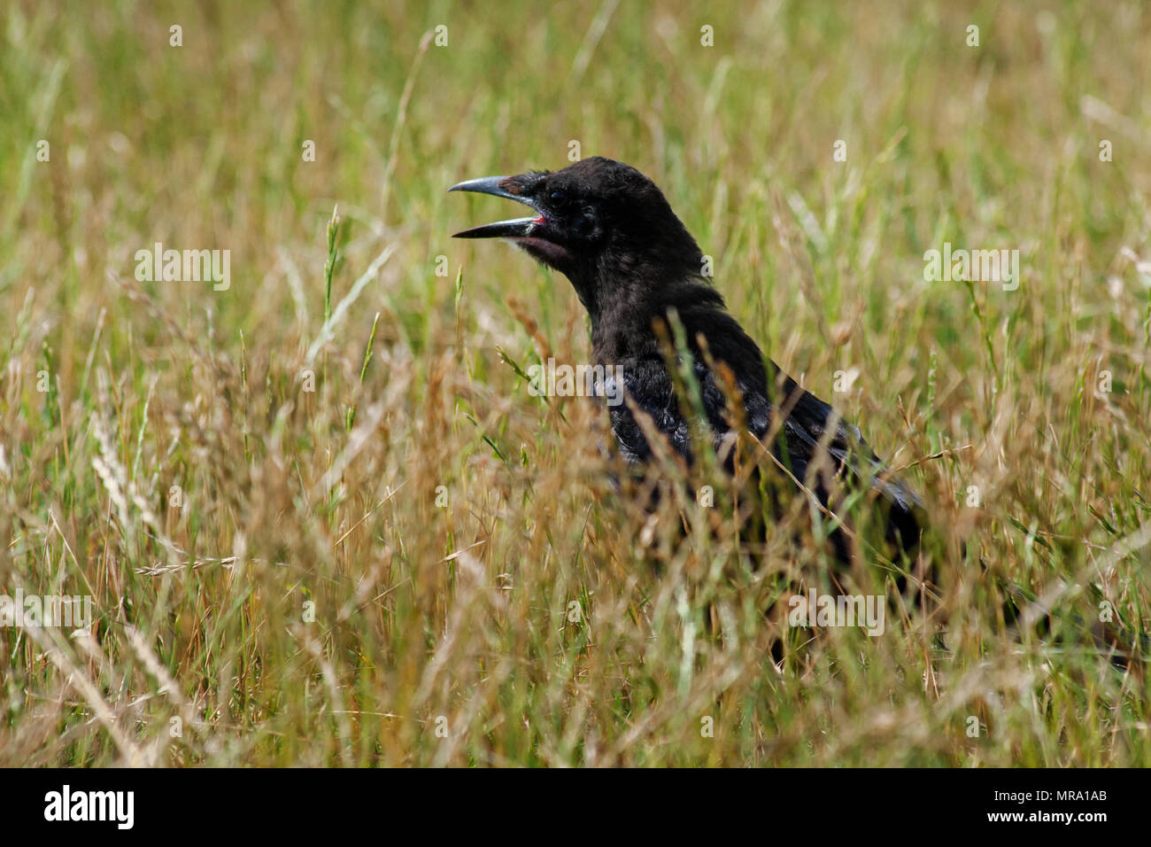 Crow on the grass with open beak, in Stonehenge, Salisbury, UK. Stock Photo