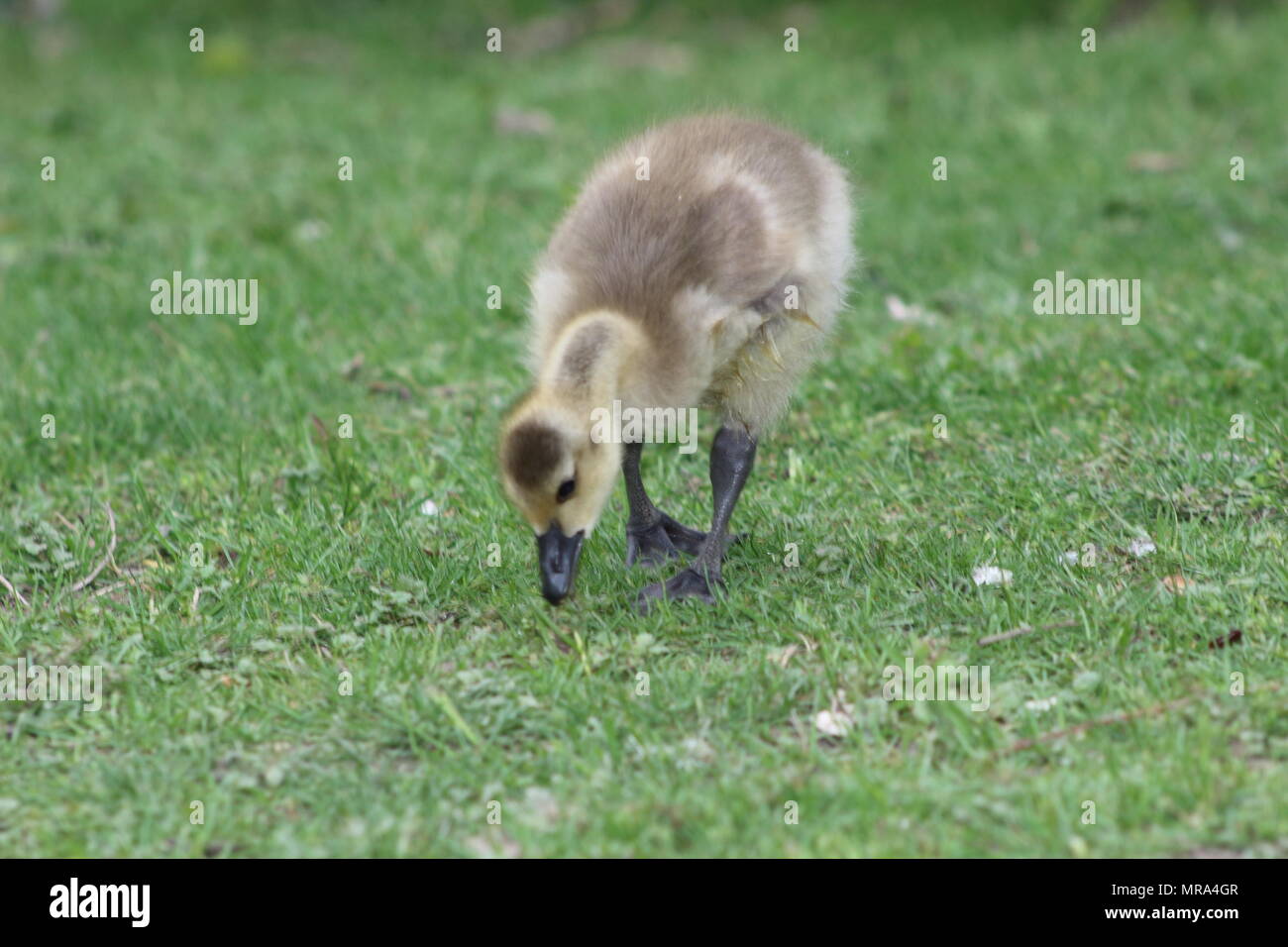 Canada Goose Branta canadensis new born chick on a green meadow, London Ontario, Canada Stock Photo