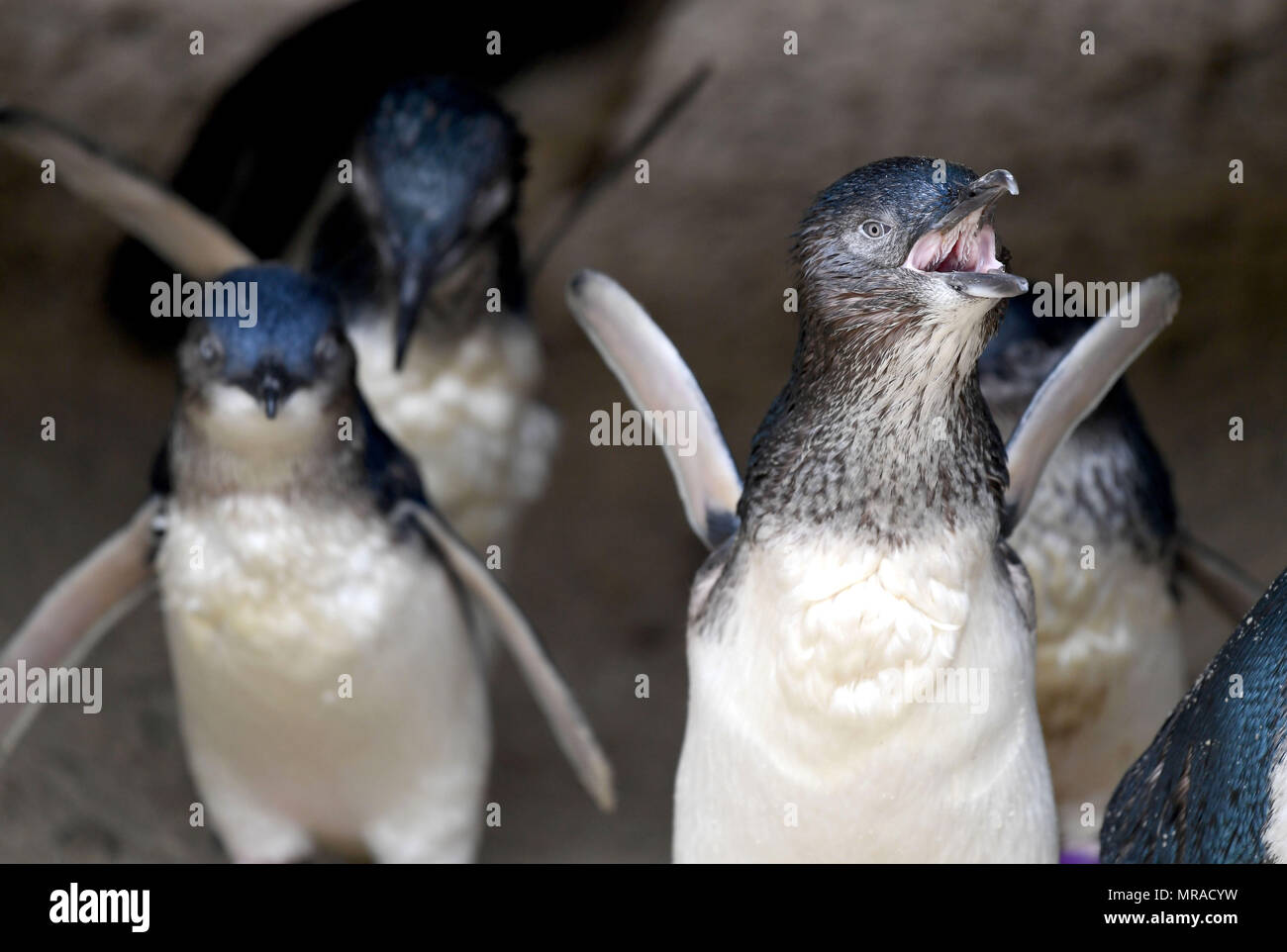 Fairy penguins at Weymouth's Sealife Centre in Dorset. Stock Photo