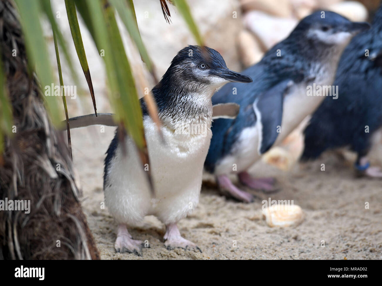 Fairy penguins at Weymouth's Sealife Centre in Dorset. Stock Photo