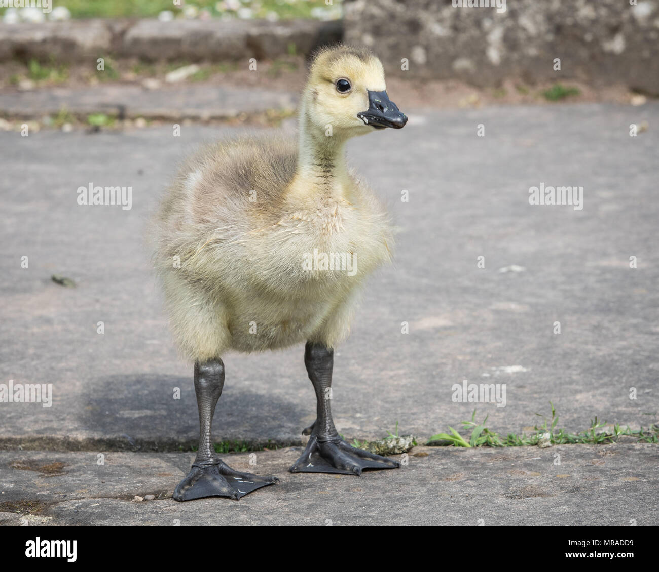 Clumber Park, Worksop, Nottinghamshire, UK. Saturday 26th May 2018. A fluffy Gosling searches for food on a warm day at Clumber Park, Worksop, Nottinghamshire. Stock Photo