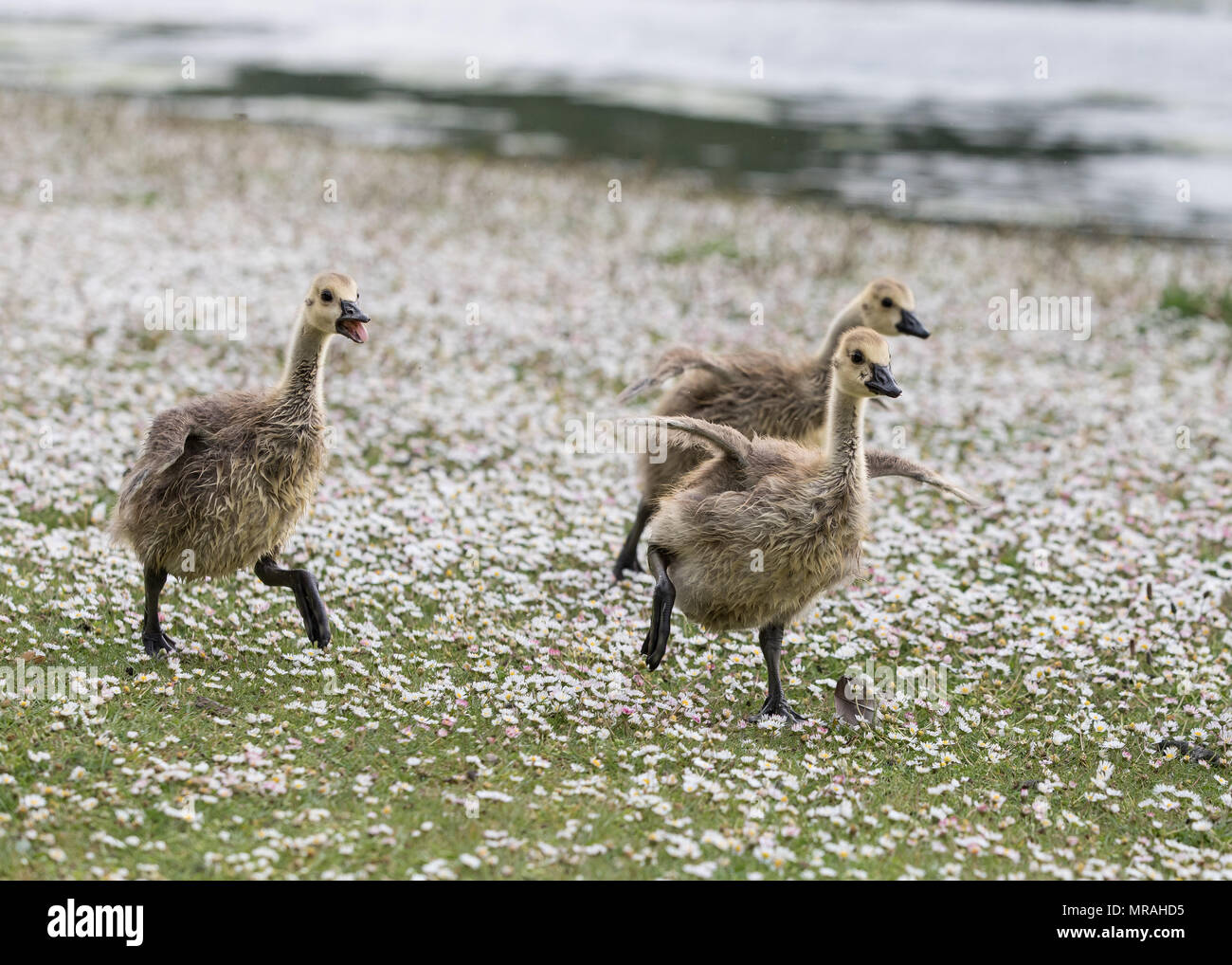 Clumber Park, Worksop, Nottinghamshire, UK. Saturday 26th May 2018. A fluffy Gosling searches for food on a warm day at Clumber Park, Worksop, Nottinghamshire. Credit: James Wilson/Alamy Live News Stock Photo