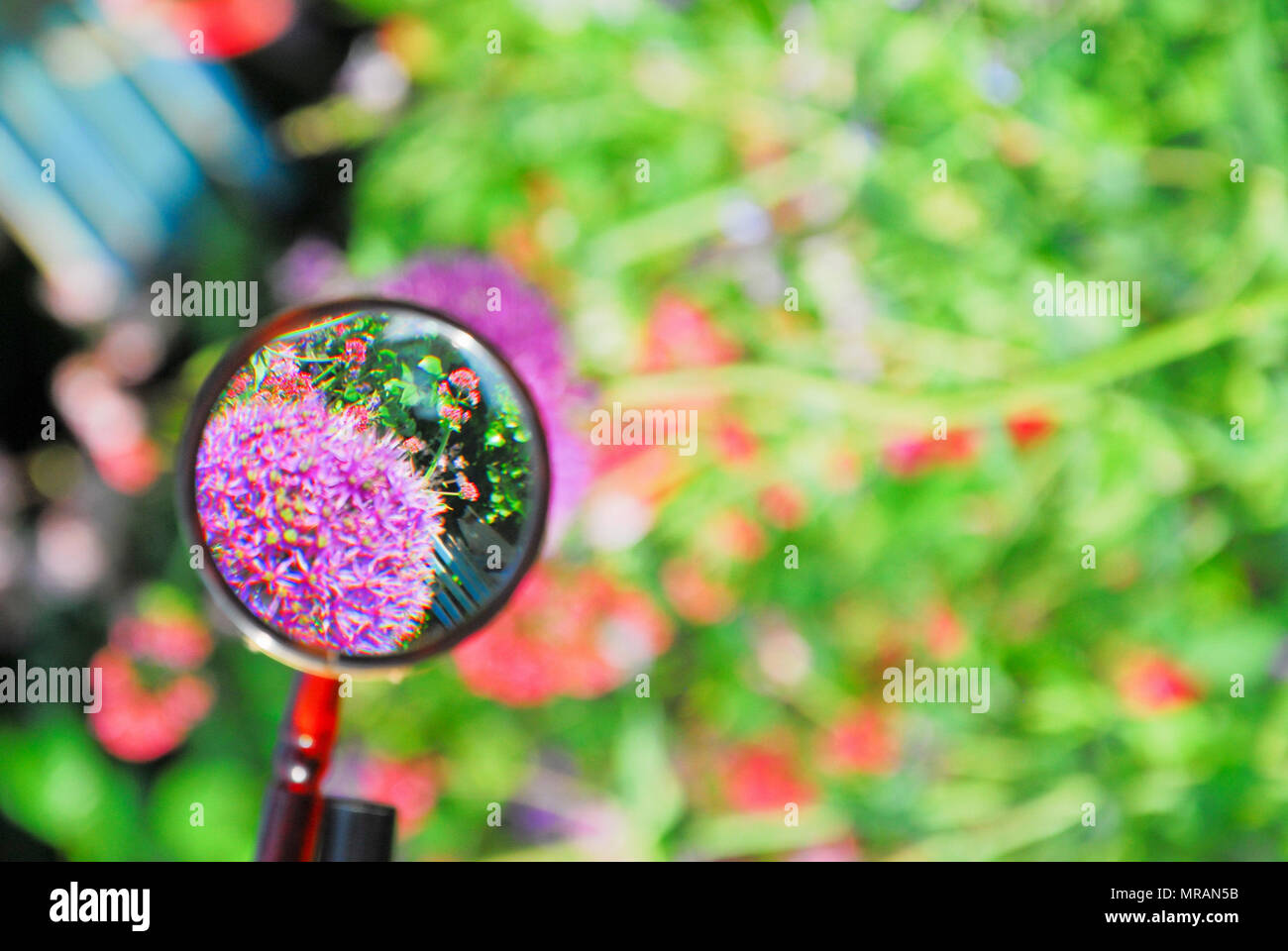 Portland. 26 May 2018. A head of allium in a sunny Portland garden is brought into sharp relief when seen through a magnifying glass Credit: stuart fretwell/Alamy Live News Stock Photo