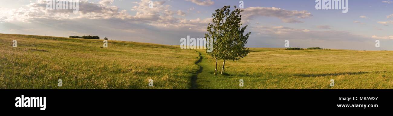 Isolated Tree and Wide Panoramic Landscape of Prairie Grassland, Nose Hill Natural Park, Calgary Alberta , Foothills of Canadian Rocky Mountains Stock Photo