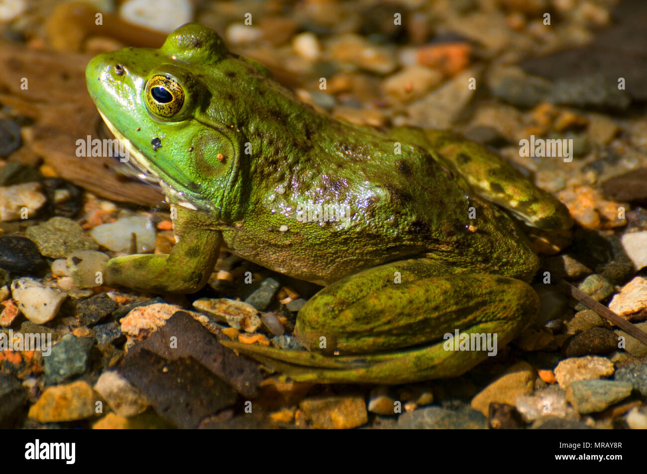 Frog on Jordan Pond, Acadia National Park, Maine Stock Photo - Alamy