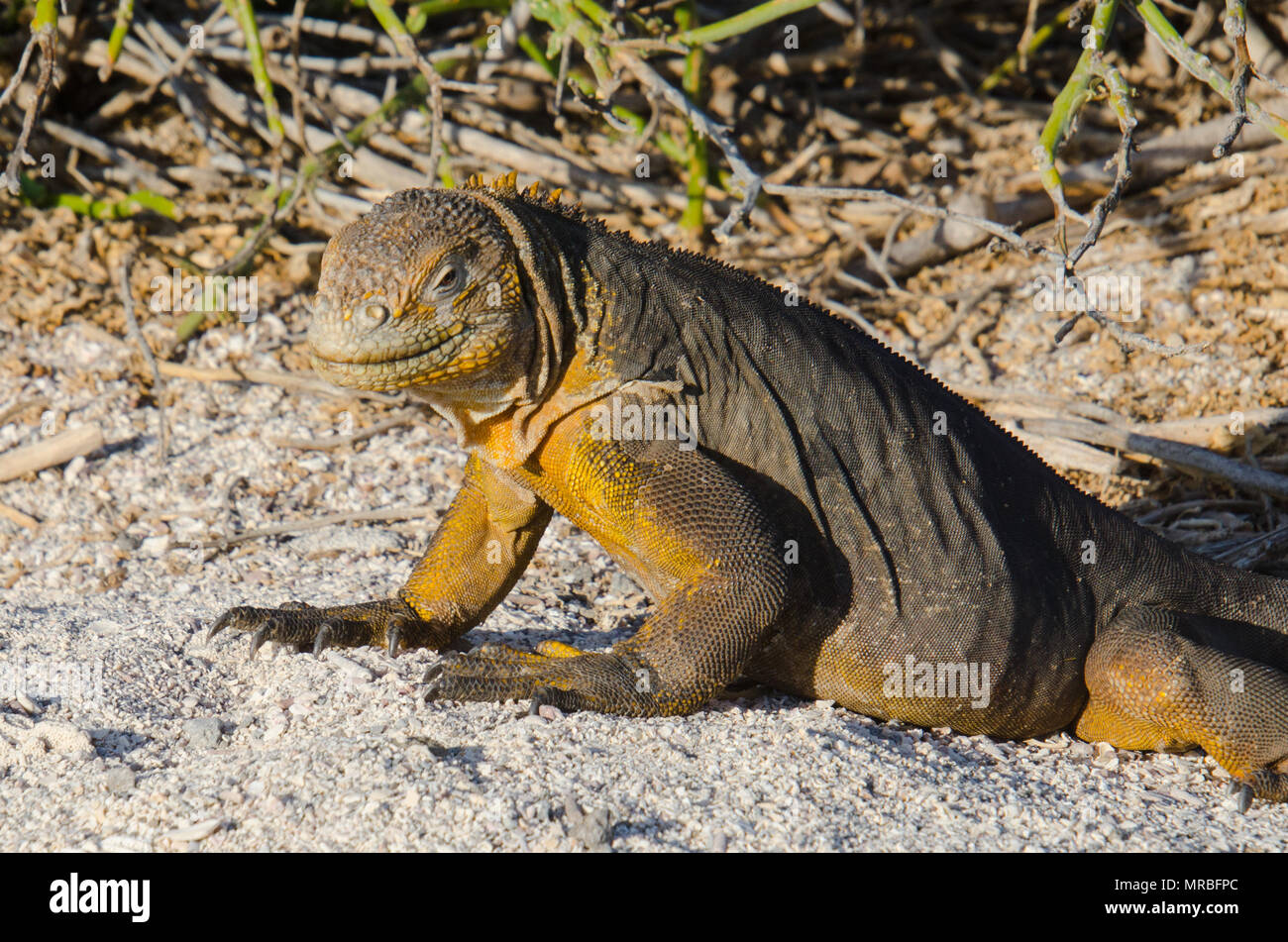 Closeup of land iguana eating in thorny tree branch. Galapagos Islands wildlife, North Seymour Island. Stock Photo
