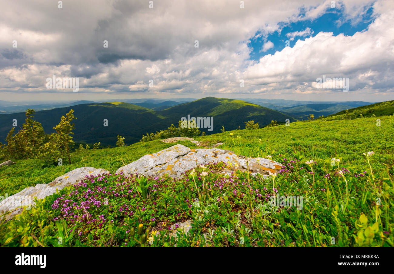wild herbs among the rocks in summer mountains. wonderful scenery of Carpathian nature Stock Photo