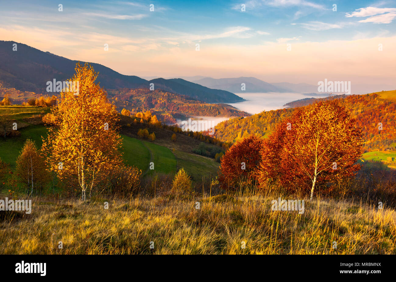 yellow trees on the edge of a hill in autumn. lovely mountain landscape with valley in fog under the gorgeous sky Stock Photo