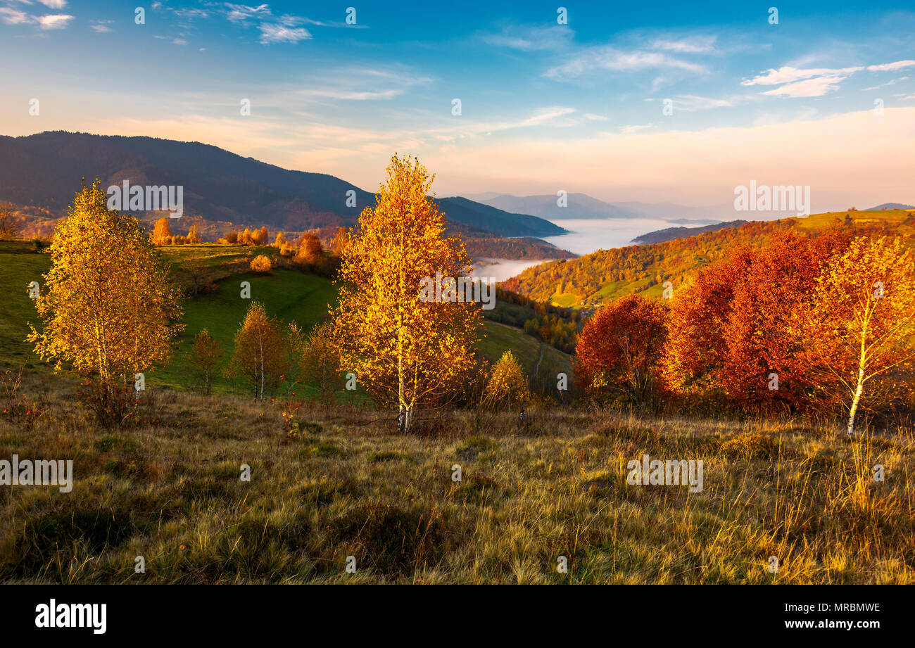 yellow trees on the edge of a hill in autumn. lovely mountain landscape with valley in fog under the gorgeous sky Stock Photo