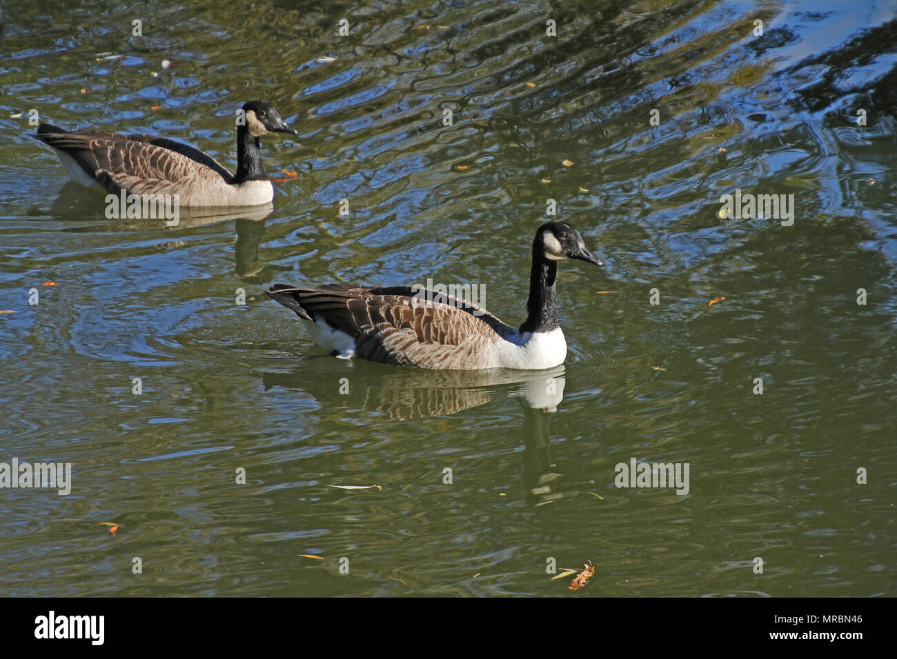 nike hypervenom phantom 1 fg