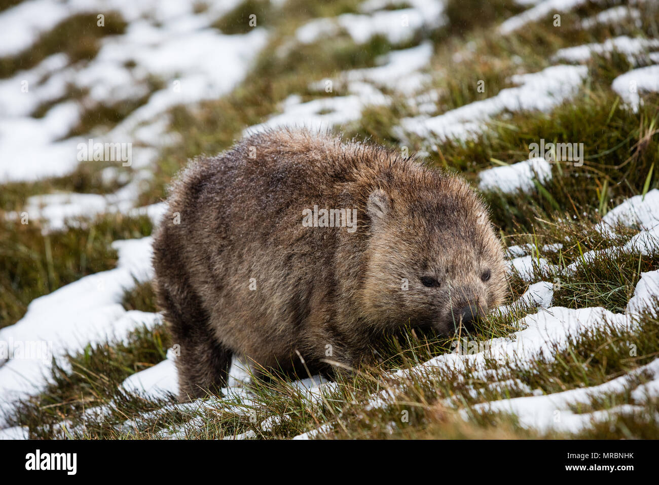 Wombat foraging in the snow at Cradle Mountain, Tasmania Stock Photo
