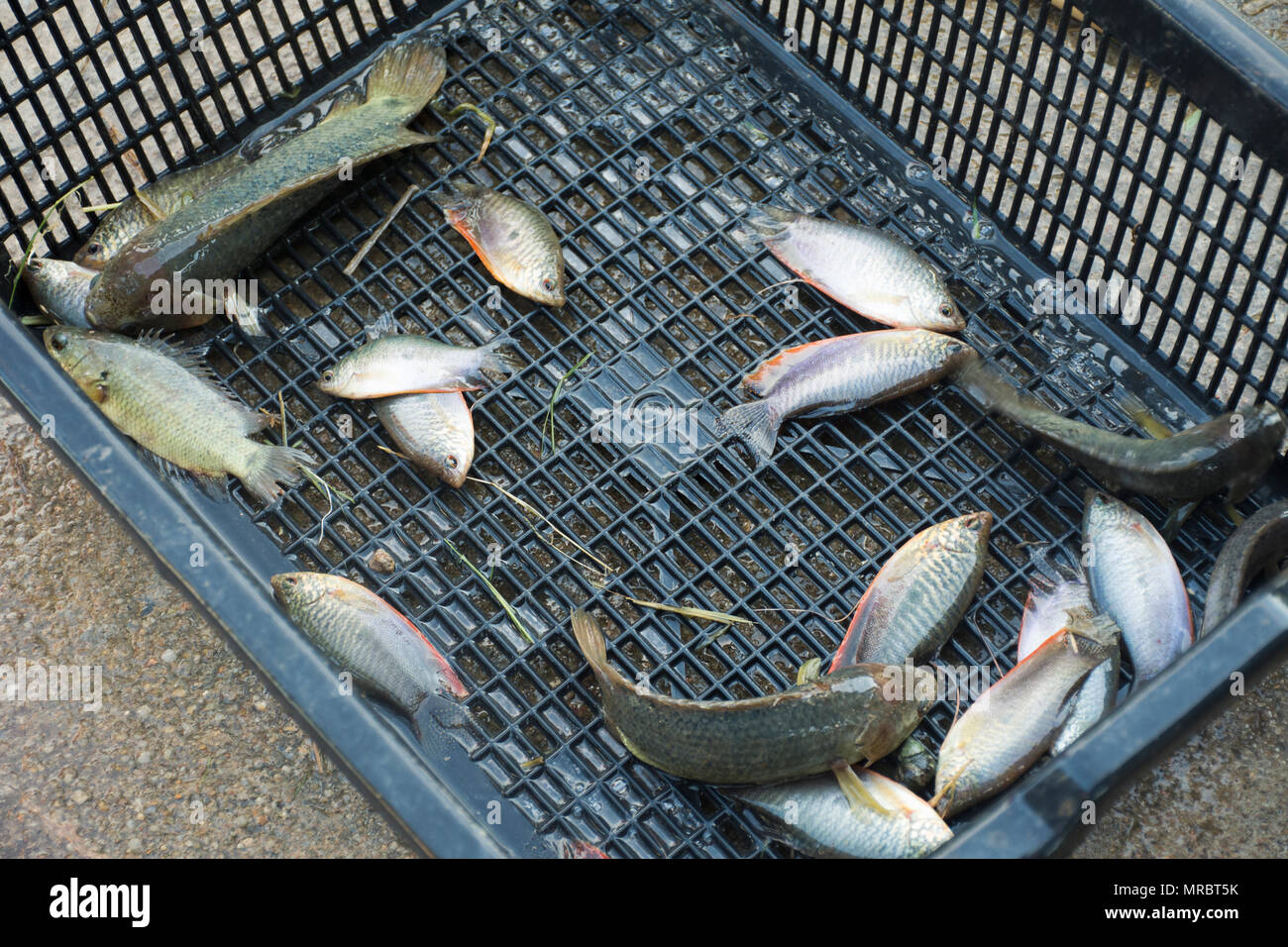 Thai people catch Moonlight gourami fish and Climbing gourami put down in plastic basket at countryside of Thailand Stock Photo