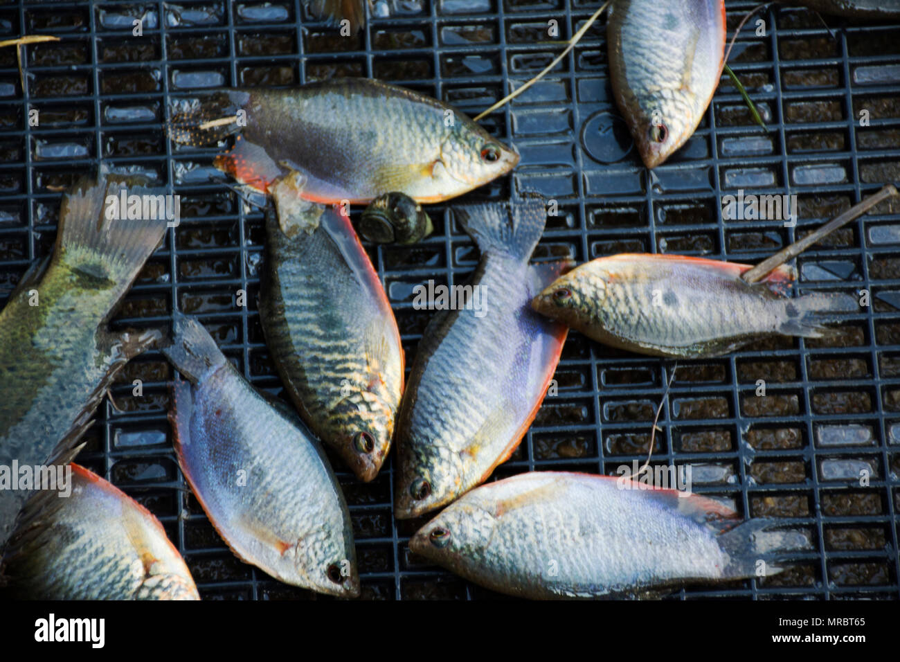 Thai people catch Moonlight gourami fish and Climbing gourami put down in plastic basket at countryside of Thailand Stock Photo
