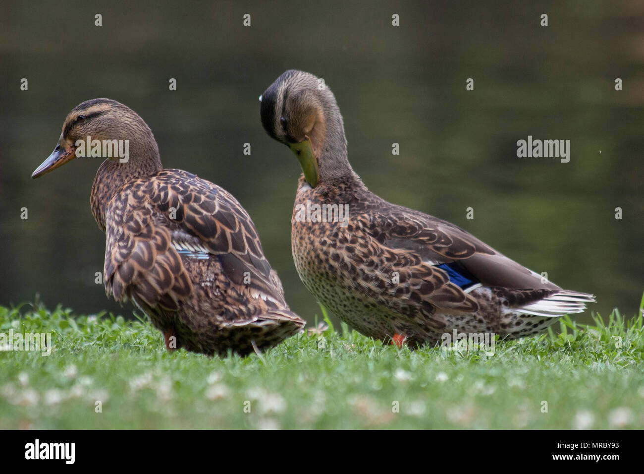 Teal ducks (Anas crecca carolinensis) by the river Skell in the gardens of Fountains Abbey, Ripon, UK Stock Photo