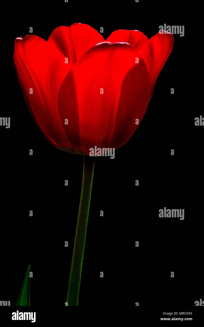 Single magnificent red tulip flower close up isolated on black background shining in light beam - concept of love and passion Stock Photo