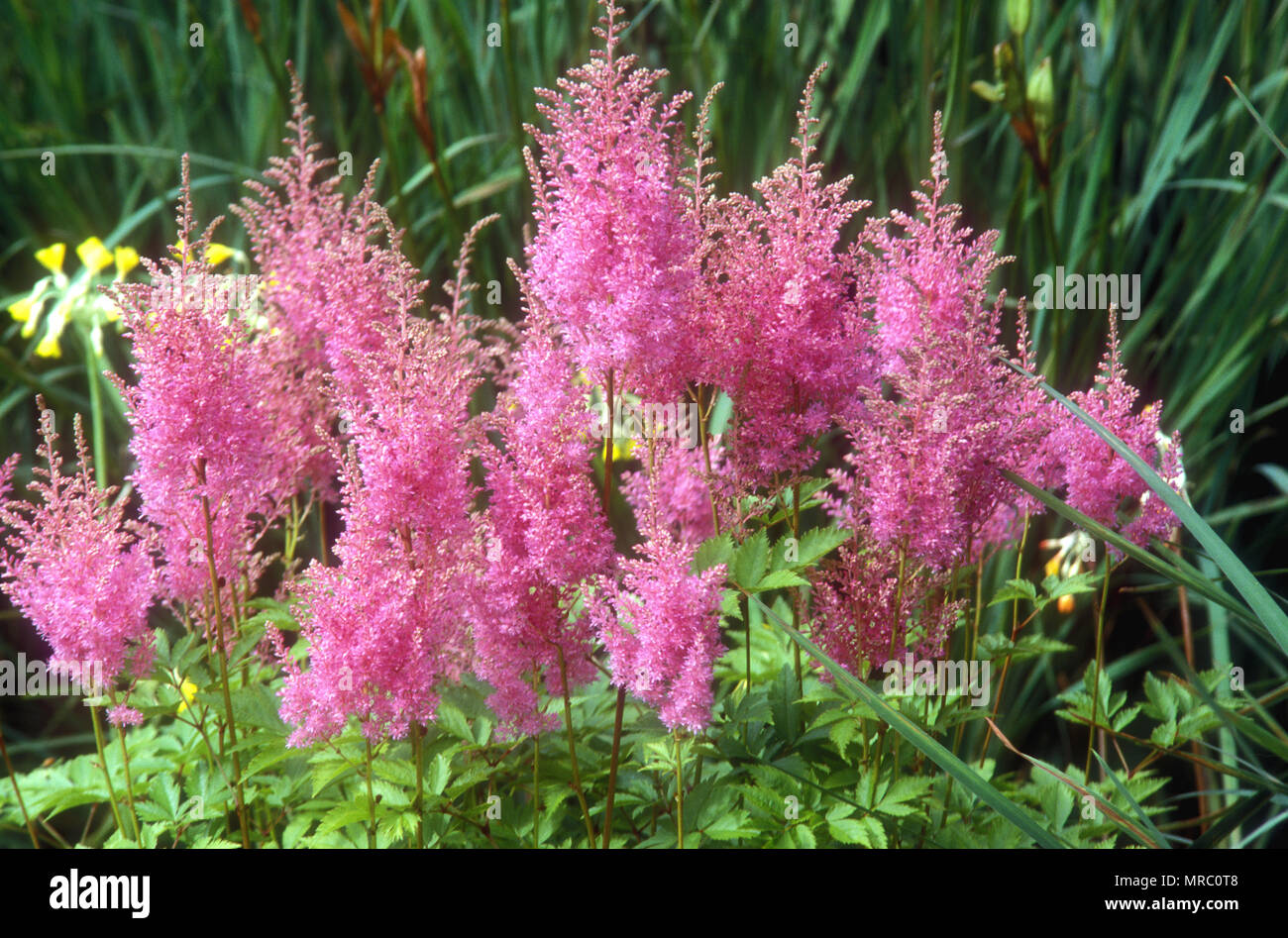 ASTILBE X ARENDSII 'GLORIA'. ASTILBE ARE WIDELY ADAPTED TO SHADE AND WATER-LOGGED CONDITIONS.  ALSO KNOWN AS FALSE GOATS BEARD Stock Photo
