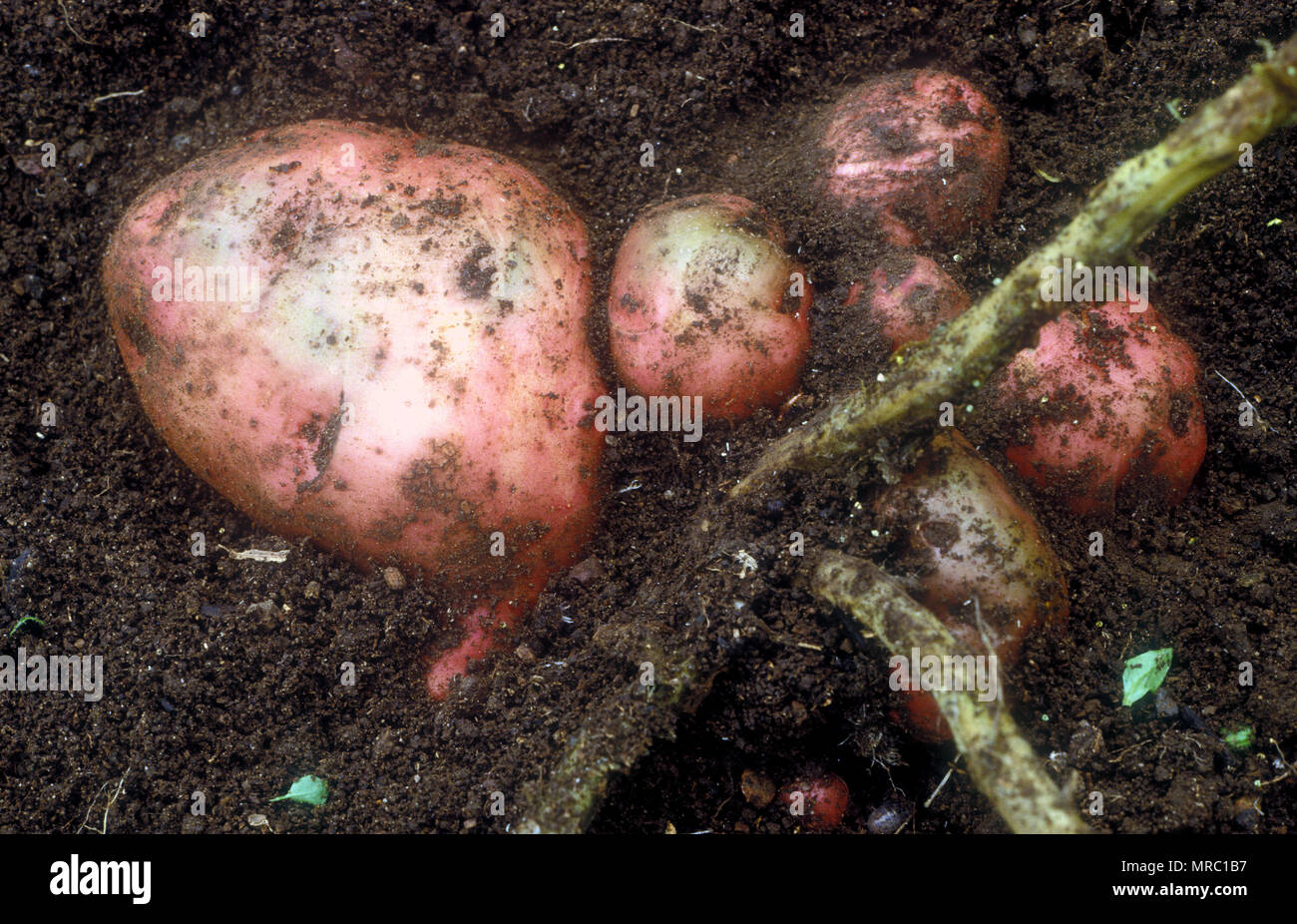 HOME-GROWN RED POTATOES STILL IN THE GROUND. RED POTATOES HAVE A MOIST, WHITE FLESH Stock Photo
