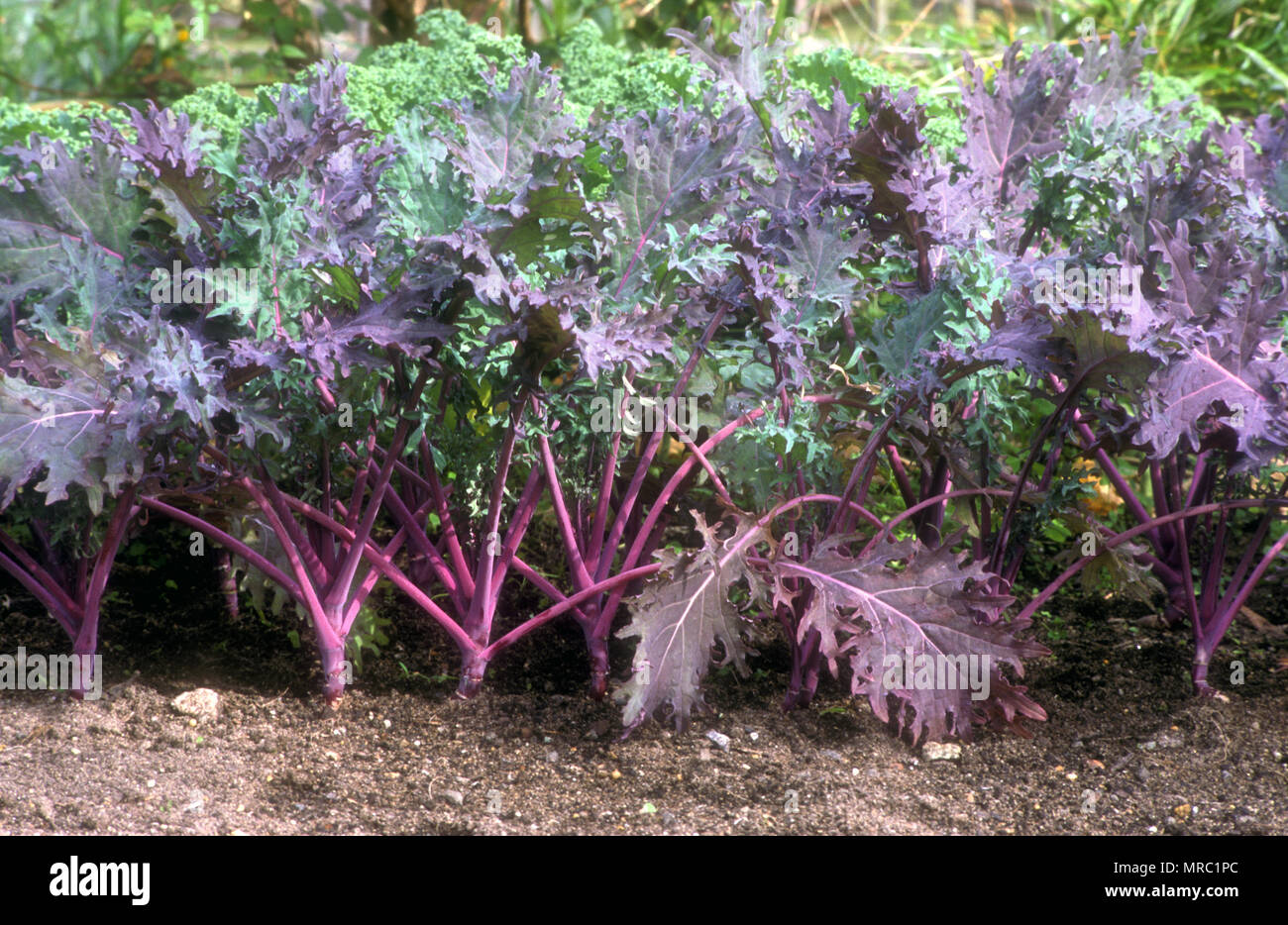 KALE (BRASSICA NAPUS) 'RUSSIAN RED' PABULARIA GROUP Stock Photo