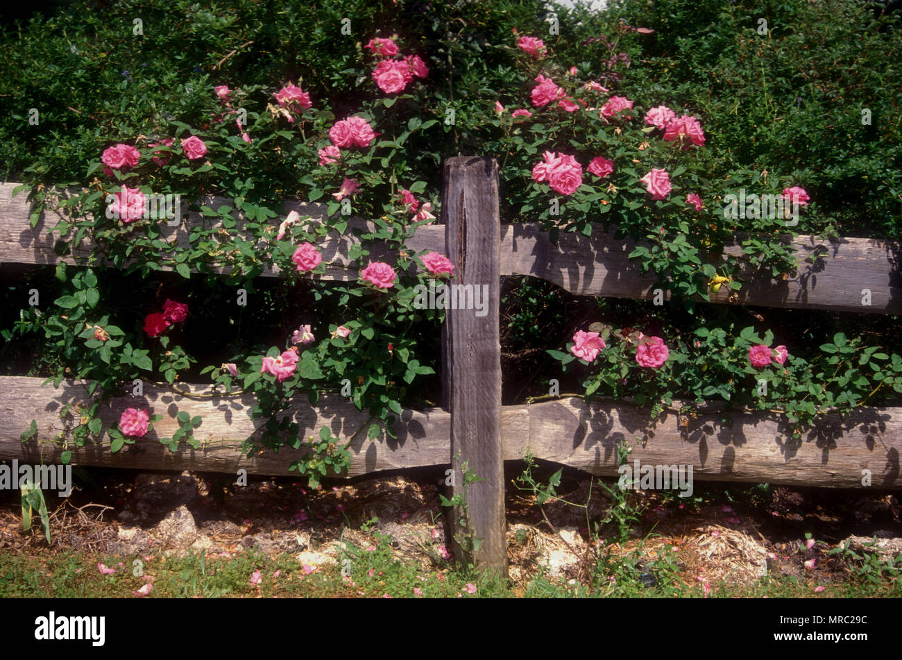 PINK ROSE BUSH CLIMBING OVER OLD WOODEN GARDEN FENCE, NEW SOUTH WALES, AUSTRALIA Stock Photo