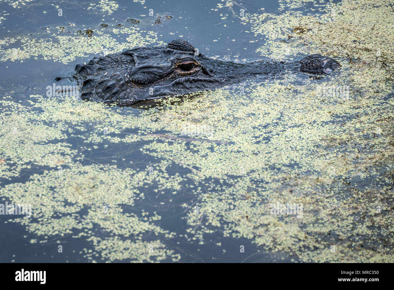 Florida alligator floating motionless in the algae covered water of the Guana River at Ponte Vedra Beach along Florida A1A. Stock Photo