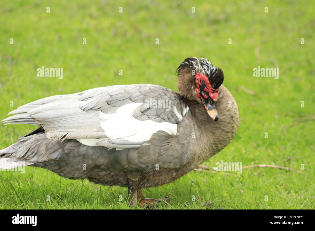 Muscovy ducks mating at a local park in Canada, these are often bought
