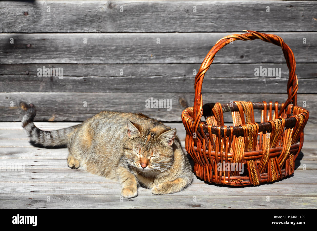 cat wall basket