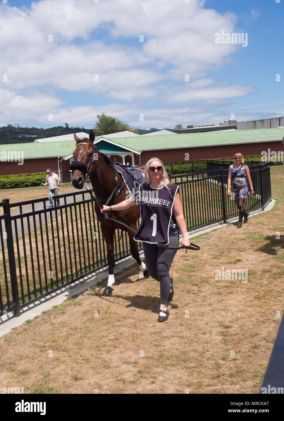 Leading Out A Horse At The Horse Races Stock Photo - Alamy