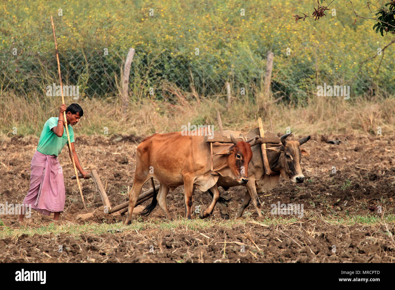Jabalpur, India - November 28, 2015: A rural Indian farmer plowing his field using a traditional wooden plow and ox team Stock Photo